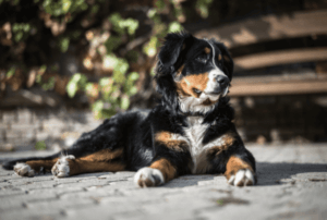 Les pensions pour chiens en Savoie, un grand choix de formules