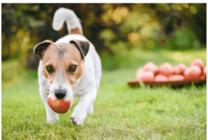 Puis-je donner une pomme à mon chien ? Tous les maîtres se sont déjà posés cette question