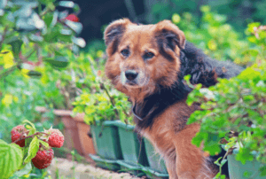 Dans le jardin, framboise et chien font bon ménage