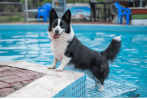 Les piscines pour chiens, un des services insolites des pensions canines les plus répandus, pour leur plus grand bonheur