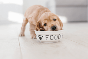 Sans gamelle chien surélevée, les chiots sont parfois obligés de se tordre pour manger